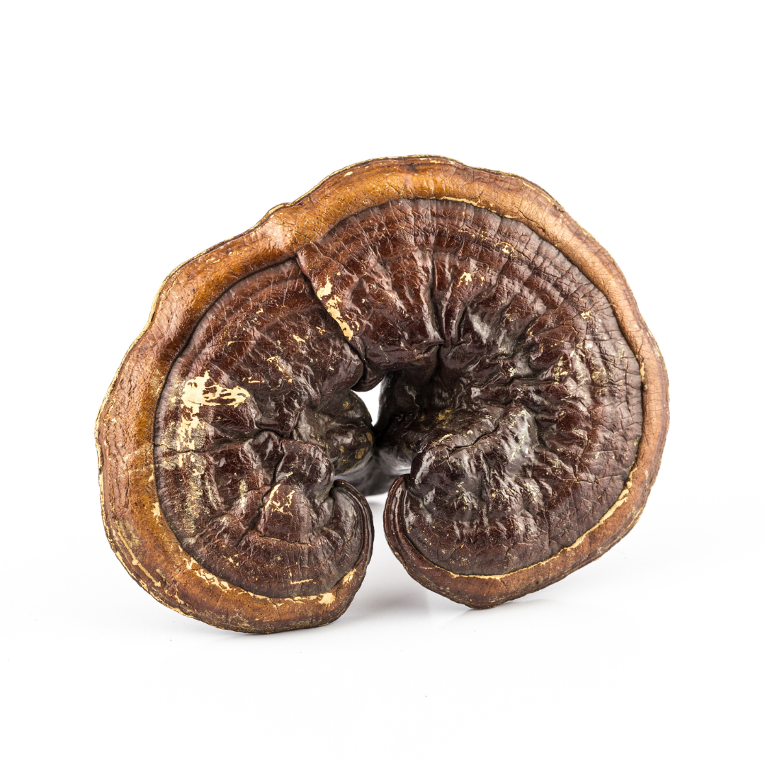 Reishi Extract