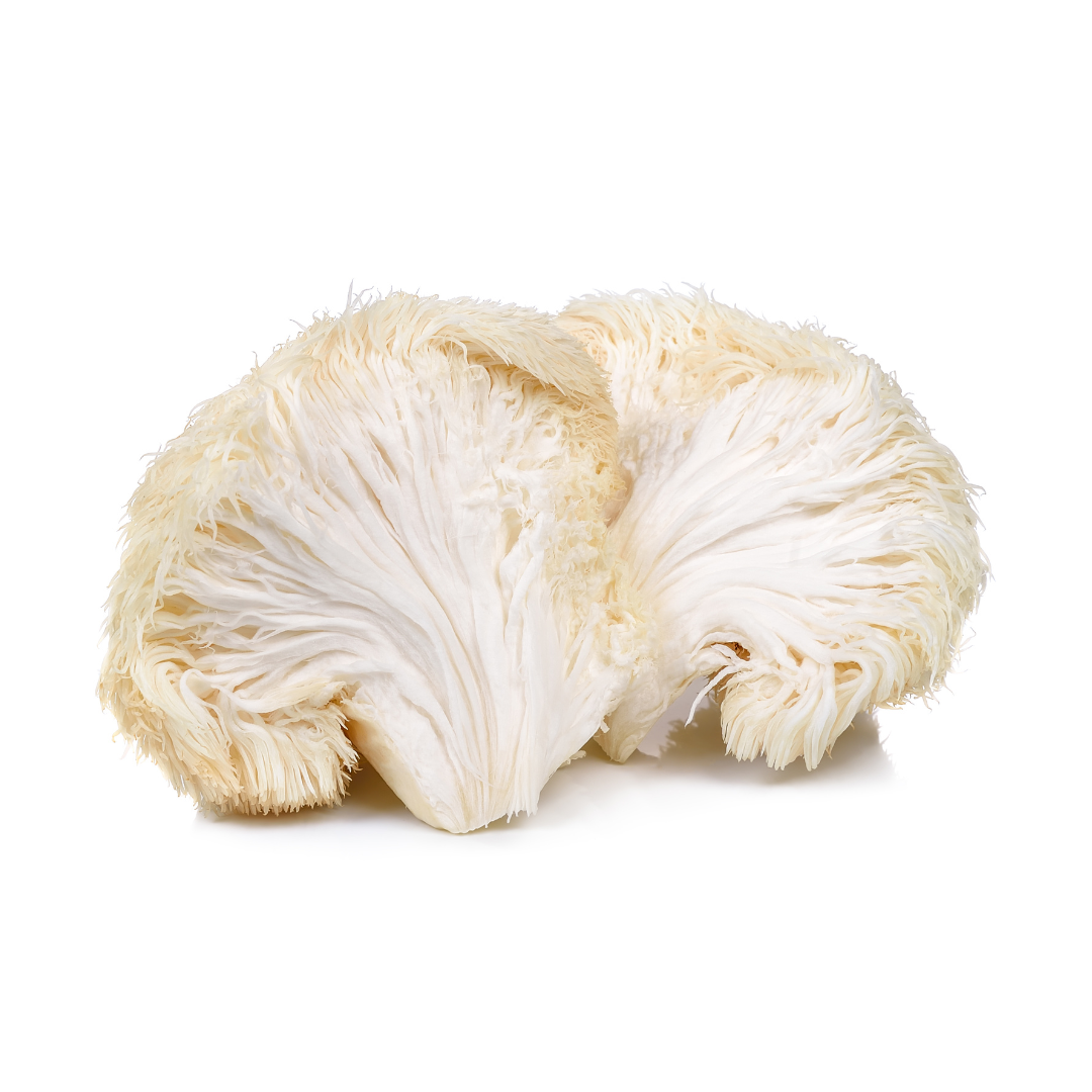 Lions Mane Extract Product Featuring a fresh lions Mane fruiting body and references to the medicinal compounds erinacines and beta glucans which specifically support nerve growth factor