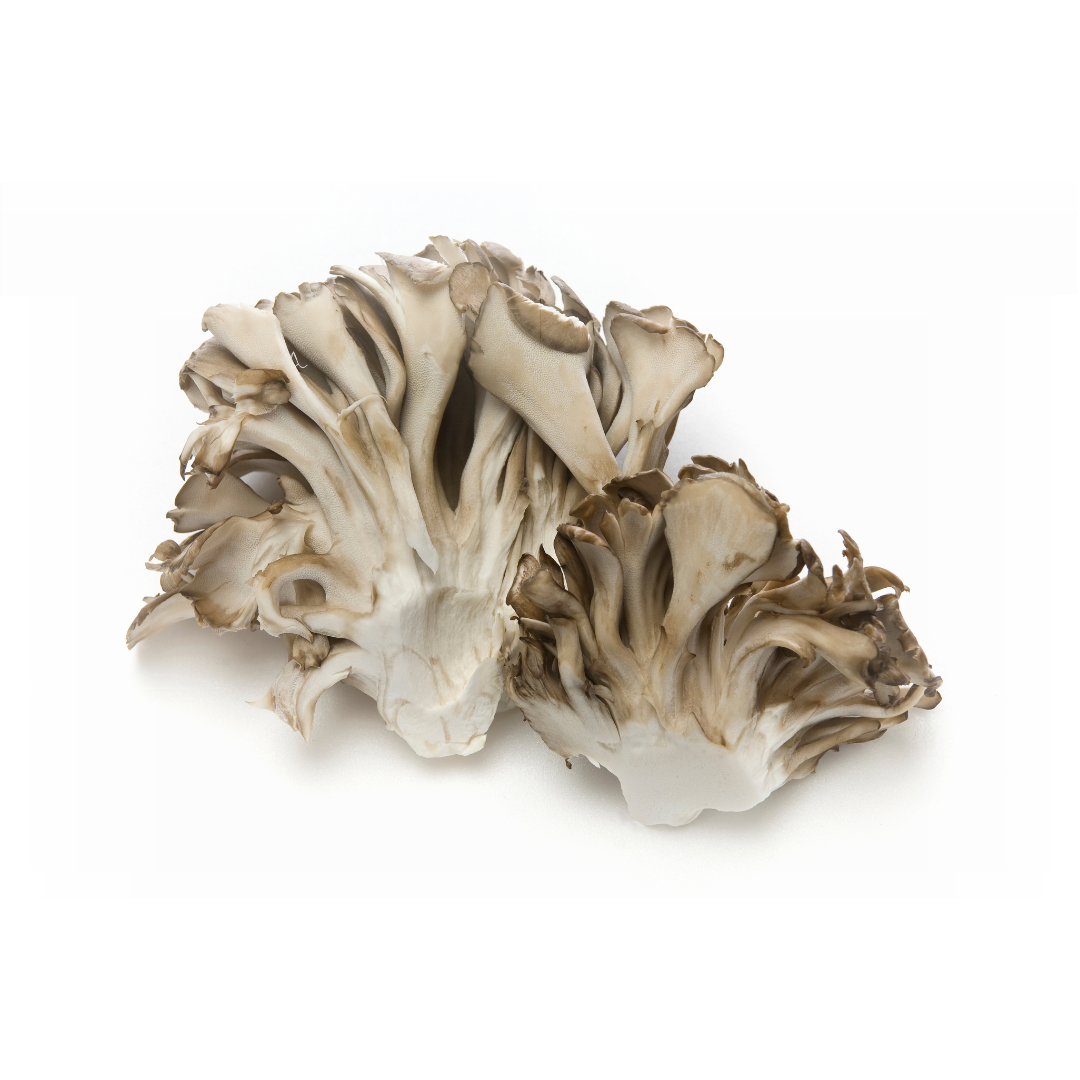 Maitake Extract