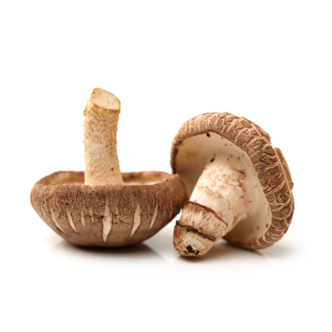 Shiitake Extract