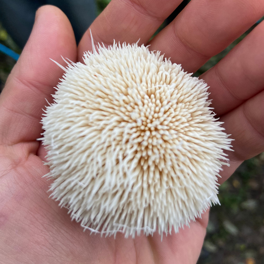 What to do with Lion's Mane Extract Powder
