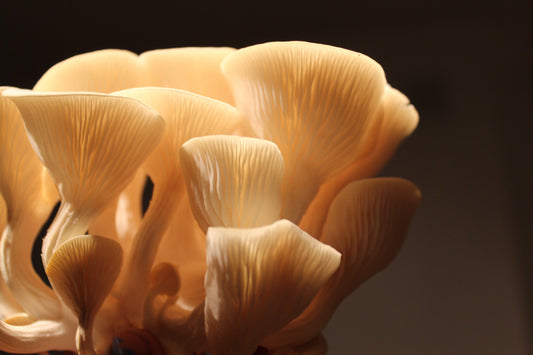 Why Mushrooms are Having a Moment