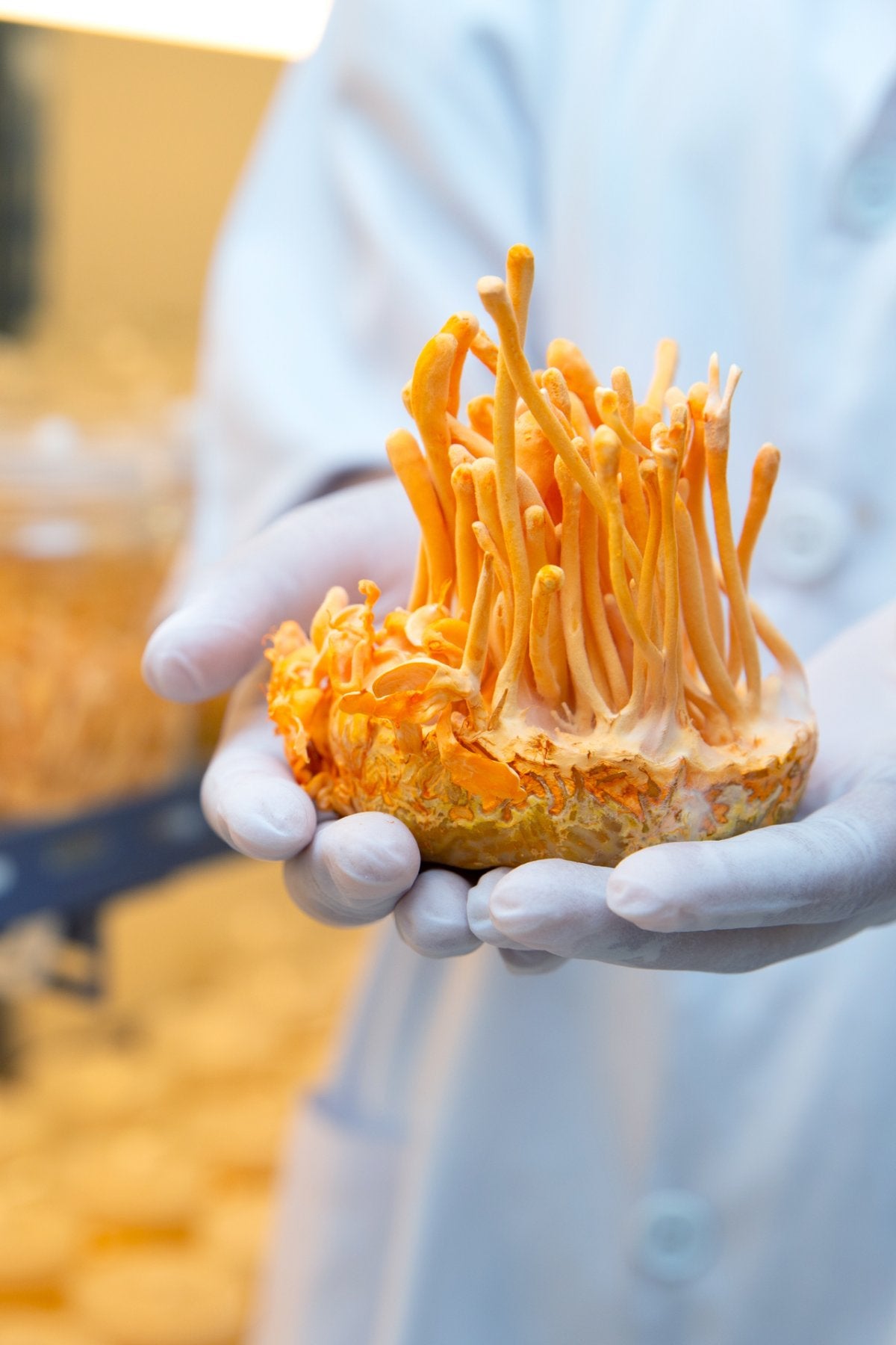 farming cordyceps