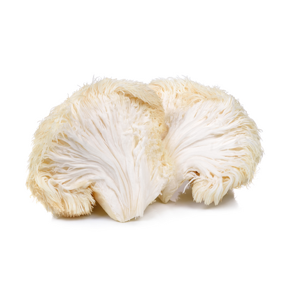 Lions Mane Extract Product Featuring a fresh lions Mane fruiting body and references to the medicinal compounds erinacines and beta glucans which specifically support nerve growth factor
